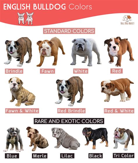  The table below lists some of the more rare colors seen in the English Bulldog