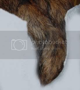  The tail is either straight or screwed but not curly , short, hung low, thick root and fine tip; carried low in repose