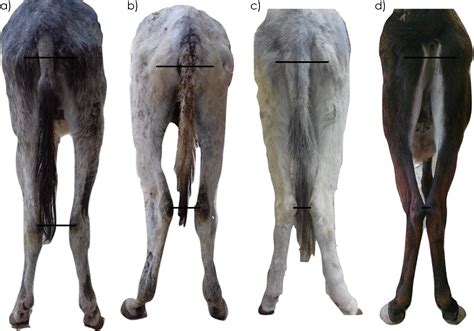  The tail should be held down approximately to the hocks, chest wide moderate and deep