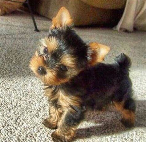  The teacup Yorkie has the same characteristics as the Yorkshire Terrier