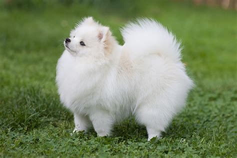  The tiny Pomeranian or Pom, has numerous nicknames
