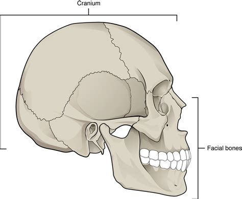  The top of the skull flat between the ears; the forehead is not flat but slightly rounded