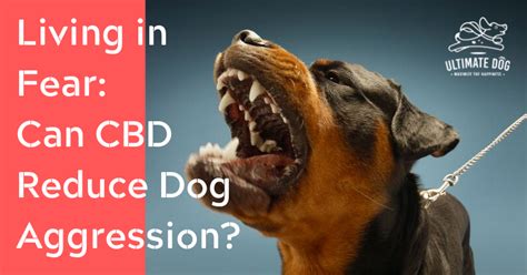  The total time they spent being aggressive was shorter with CBD [ 2 ]