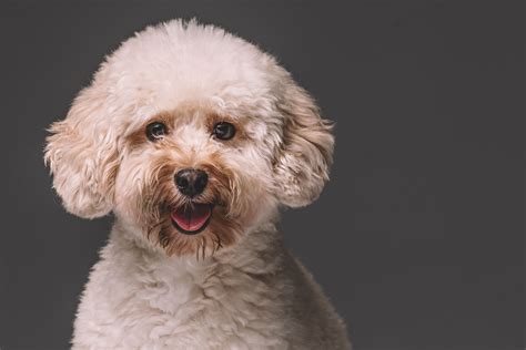  The toy poodle is then bred to a standard sized female to create the Moyen or medium sized poodle