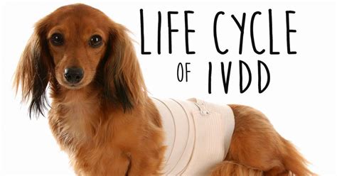  The traditional treatment for IVDD in dogs depends on the severity and includes pain control and cage rest or surgery