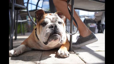  The transformation of the Bulldog from a once feared and ferocious creature to a friendly and tranquil companion stands as a testament to the human ability to rehabilitate and refine an entire breed through thoughtful and dedicated breeding practices