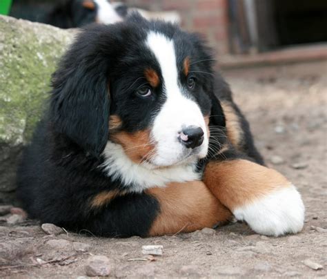  The tricolor gene in Bernese Mountain Dogs is responsible for the black, white, and brown coloration