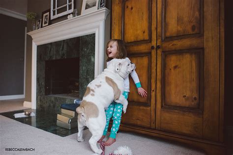  The truth is that the English Bulldog is sweet-natured and gets along with kids