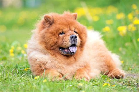  The two most distinctive features of the Chow Chow are its blue-black tongue and its almost straight hind legs, which makes it walk rather stilted