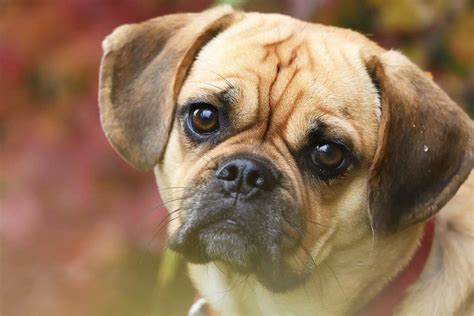  The typical lifespan for a puggle, a pug and beagle hybrid, is 10 to 15 years