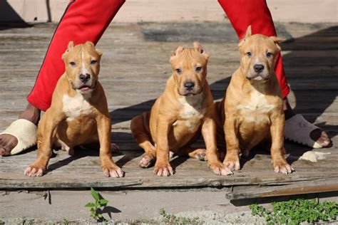 The typical price for American Bully puppies for sale in Orlando, FL may vary based on the breeder and individual puppy