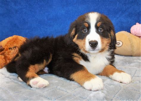  The typical price for Bernese Mountain Dog puppies for sale in Lexington, KY may vary based on the breeder and individual puppy