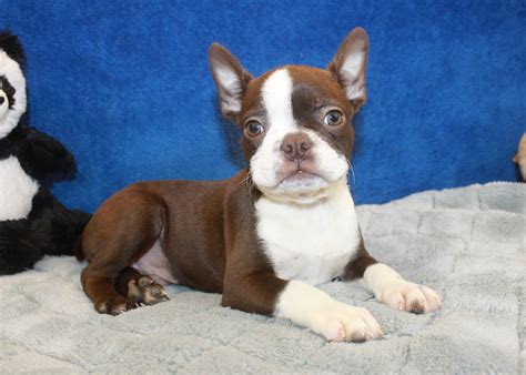  The typical price for Boston Terrier puppies for sale in Henderson, NV may vary based on the breeder and individual puppy