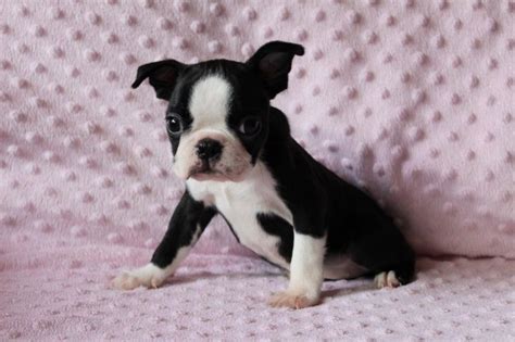 The typical price for Boston Terrier puppies for sale in North Charleston, SC may vary based on the breeder and individual puppy