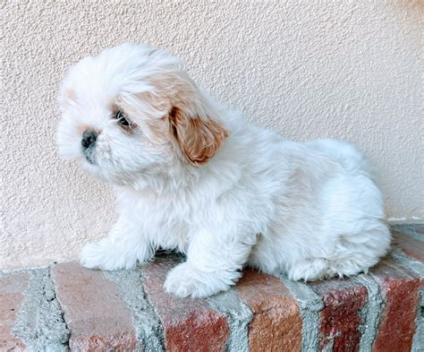  The typical price for Shih Tzu puppies for sale in Bakersfield, CA may vary based on the breeder and individual puppy