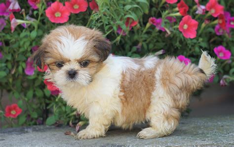  The typical price for Shih Tzu puppies for sale in Sarasota, FL may vary based on the breeder and individual puppy