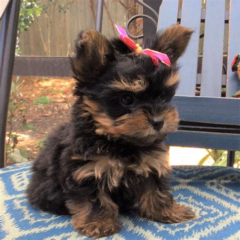  The typical price for Yorkshire Terrier puppies for sale in Pensacola, FL may vary based on the breeder and individual puppy