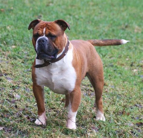  The ultimate goal is to produce an Olde English Bulldog