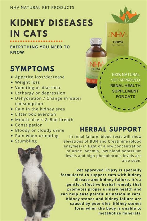  The unique blend of cannabinoids makes the oil helpful for cats with chronic kidney disease