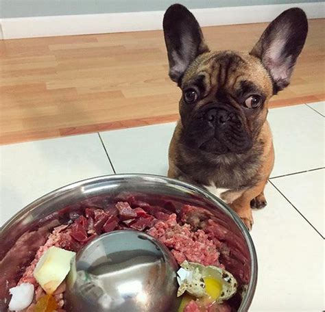  The usual nutritional needs of French Bulldog A well-balanced Frenchie diet should contain the correct amounts of macronutrients: water, proteins, fats, carbohydrates, minerals, and vitamins