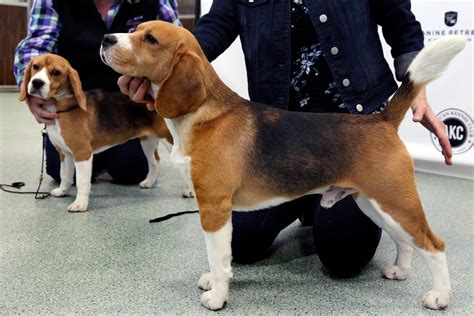  The variety is recognised as a separate breed by the United Kennel Club