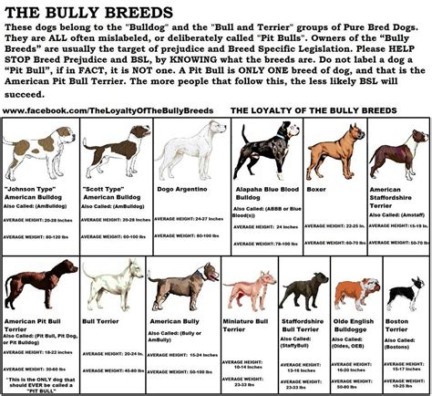  The various breed typical colors are to be preferred in the following order: 1 Red brindle; 2 All other brindles; Note: to be considered perfect, brindles are to have a fine, even, and equal distribution of the composite colors