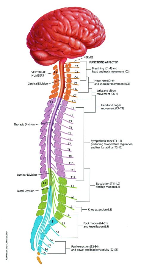  The vertebrae surround and protect the spinal cord, which transmits information from the brain to the legs and from the legs back to the brain