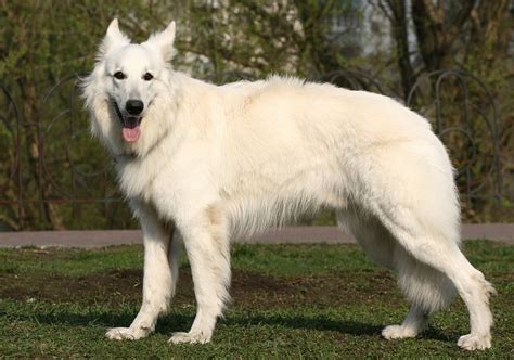  The white coat version is recognized as a separate breed by some breed clubs and is called the American White Shepherd