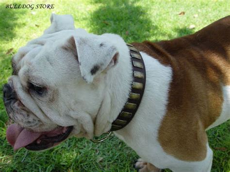  The wideness of the collar is optimal to control strong Bulldog reliably and not to do any harm to the dog