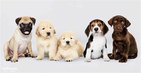 Their adult dogs are mostly purebred dogs as they focus on first-generation puppies
