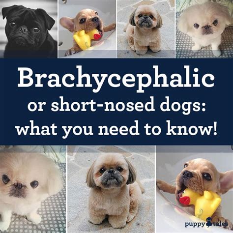  Their brachycephalic short-nosed nature makes them prone to certain health issues and less tolerant of extreme temperatures