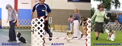  Their eagerness to please makes them easy to train, and they often excel at agility and obedience trials