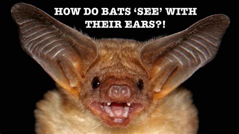  Their eyes are round and dark in color, and their ears are erect and bat-like