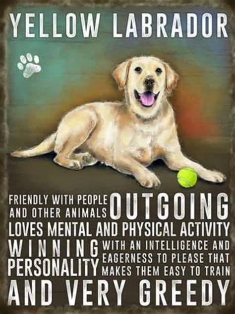  Their friendly nature, intelligence, and eagerness to please make them ideal working dogs, and you will often see Labs in service dog roles such as disability assistance
