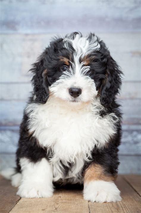  Their fur can also be curly like their poodle parent or straighter like a Bernese mountain dog