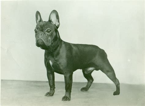  Their history with French Bulldogs began when their first dog was born