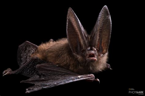  Their large, bat-like ears certainly help their small bodies stand out in a crowd