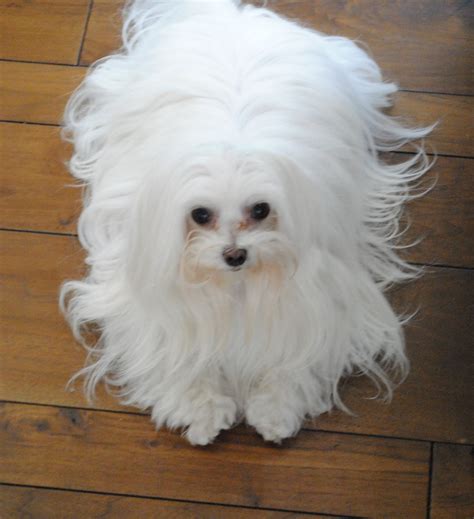 Their long hair does mean, however, that Maltese can be prone to sunburn in the area where their hair parts on their back