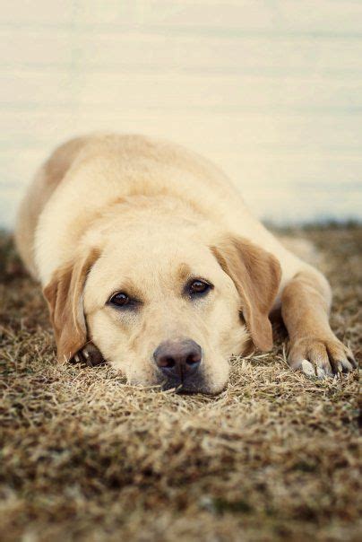  Their loyal and loving nature mean that they quickly became a very popular family dog and are still used today as working dogs, such as guide dogs