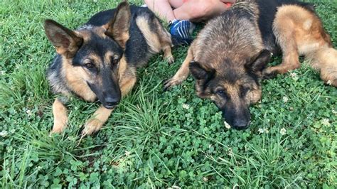  Their main goal is to take in unwanted and abandoned German Shepherds