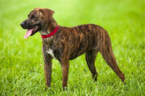  Their origin traces back to Germany, and their short, shiny coats are usually fawn or brindle with white markings