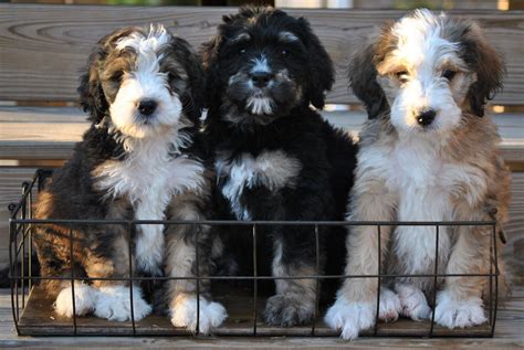  Their overall appearance combines elements of the Bernese and the poodle