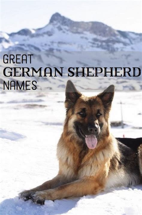  Their personality can become demanding for attention, so when you choose a German Shepherd, know they want your undivided attention and will suffer without it