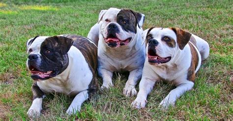  Their predominant focus was to construct a dog with a typical bulldog appearance, but one that also had a terrific personality