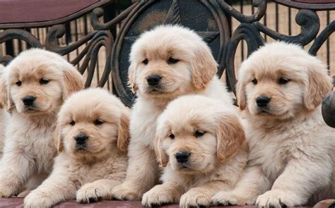  Their puppies have friendly and calm personalities and temperaments, making them amazing family pets or even support animals