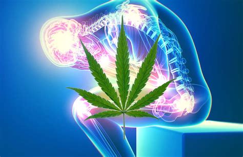  Their research concluded that there is substantial evidence that cannabis is an effective treatment for chronic pain in adults