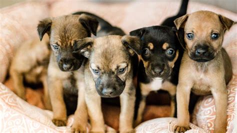  Their size at eight weeks gives little clue to what they will …These adorable dogs are available for adoption in Houston, Texas