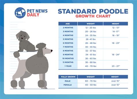  Their specific rate of growth, as well as their final size, has a lot to do with the type of parent Poodle used in the original, as well as in any subsequent breeding
