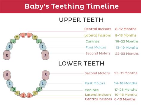  Then, they go through a phase called teething, during which time they will put anything and everything they can in their mouths