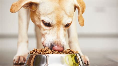  Then I say, Get it! For dogs who gobble their food, the slots and sliders slow mealtime down